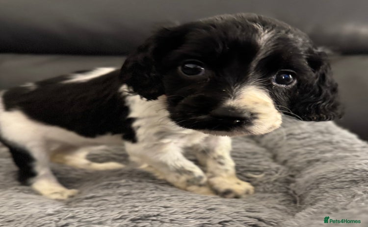 Sprocker dogs - Advert 15