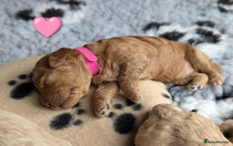 Poochon dogs for sale: 🐾 Adorable F1b Poochon Puppies - Ready November🐾 - Image 28