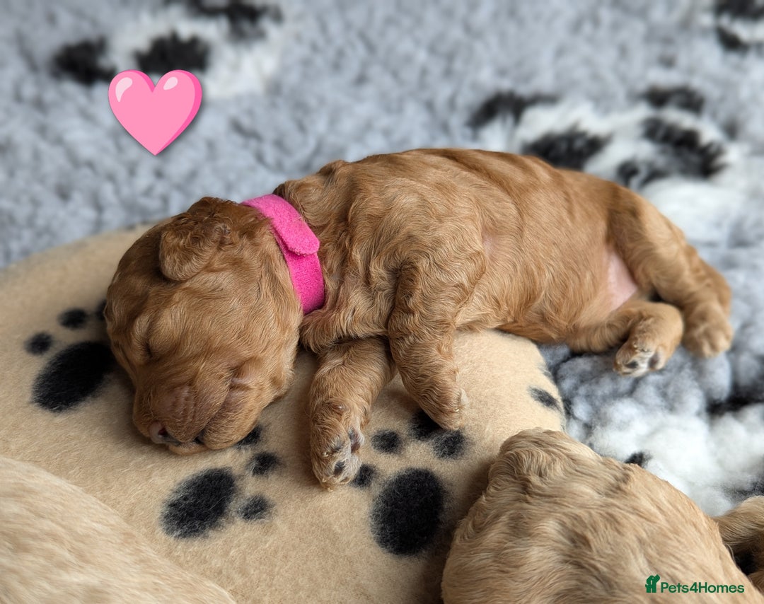 Poochon dogs for sale: 🐾 Adorable F1b Poochon Puppies - Ready November🐾 - Image 28