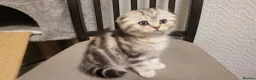 British Shorthair cats for sale: Amazing Scottish fold girls - Advert 16