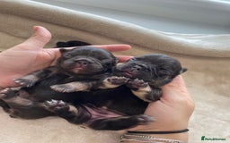 French Bulldog dogs for sale: Beautiful litter off French bulldog puppies  - Image 6