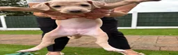 Italian Greyhound dogs for sale: Italian Greyhound pups  in Sutton-in-Ashfield - Advert 18