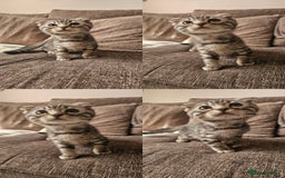 Mixed Breed cats for sale: Silver bengal x Scottish fold kittens - Image 6