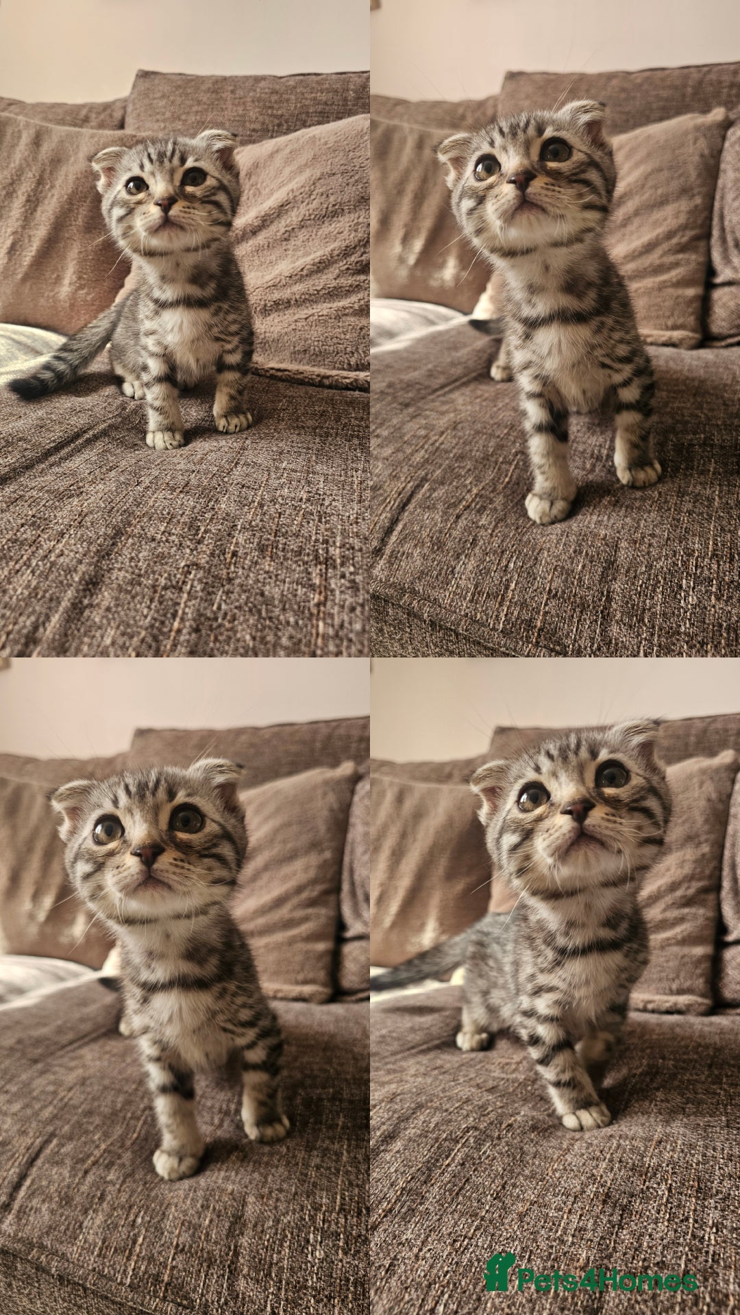 Mixed Breed cats for sale: Silver bengal x Scottish fold kittens - Image 6