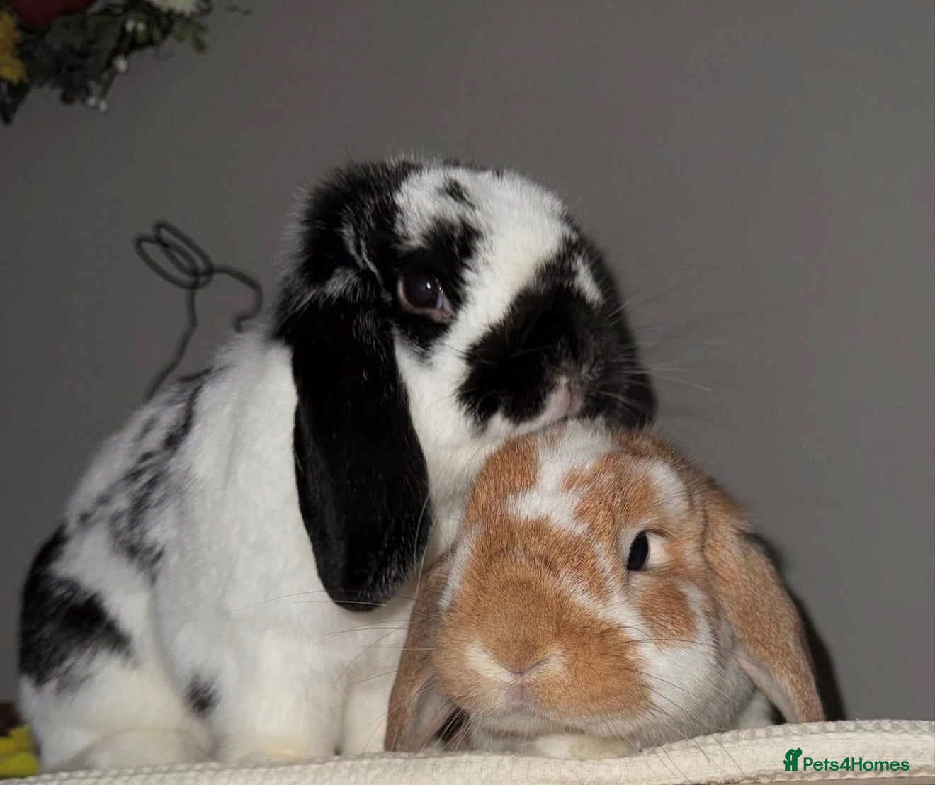 Mini Lop rabbits Male and female bonded rabbit pair  - Advert 1