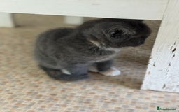 Mixed Breed cats for sale: Two beautiful kittens  - Image 8