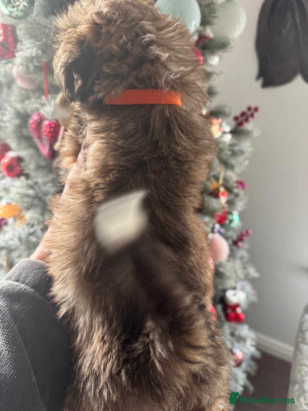 Lhasa Apso dogs for sale: KC reg female Lhasa apso puppy PRA clear  - Advert 2