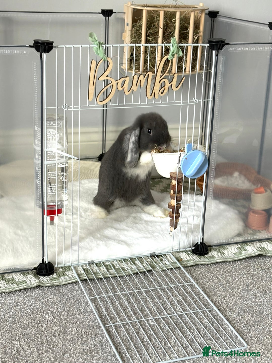 Mini Lop rabbits for sale: Grey and white mini lop  - Image 1