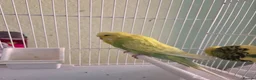 Budgerigars birds for sale: Exhibition budgie show budgie  in Birmingham - Advert 17
