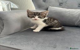 Mixed Breed cats for sale: Female kitty for sale - ready to leave  - Image 3