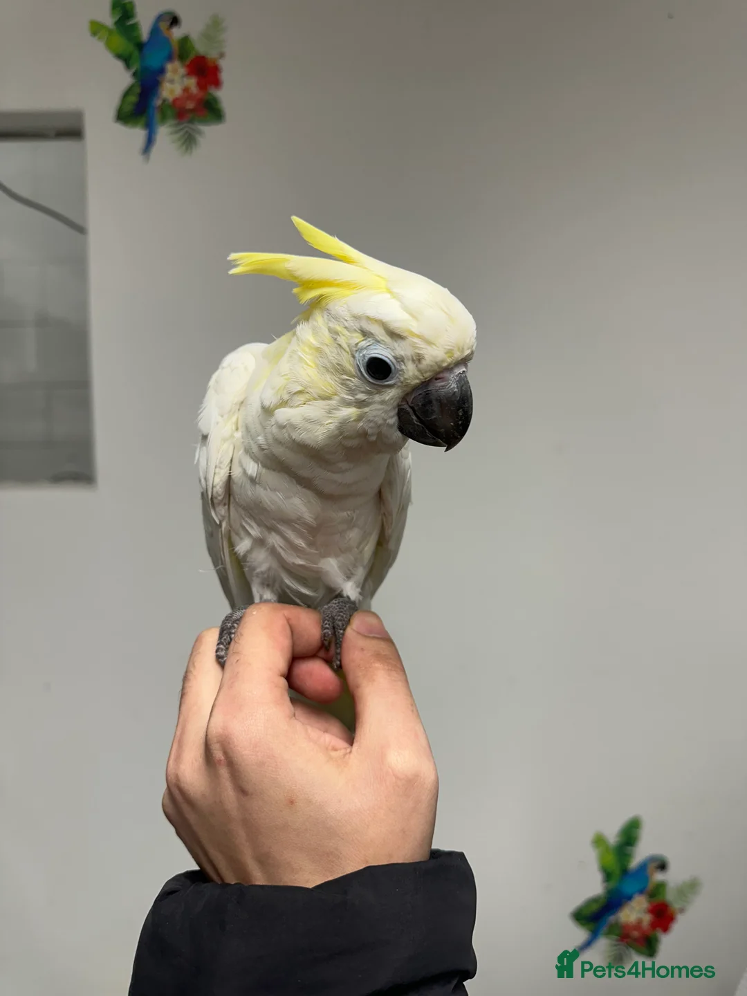 Cockatoo birds for sale: Baby lesser sulfer crested cockatoo  - Advert 1