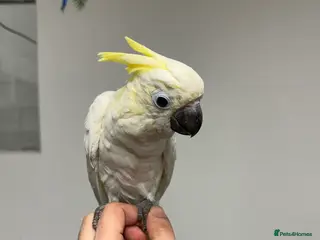 Cockatoo birds Baby lesser sulfer crested cockatoo - Advert 1