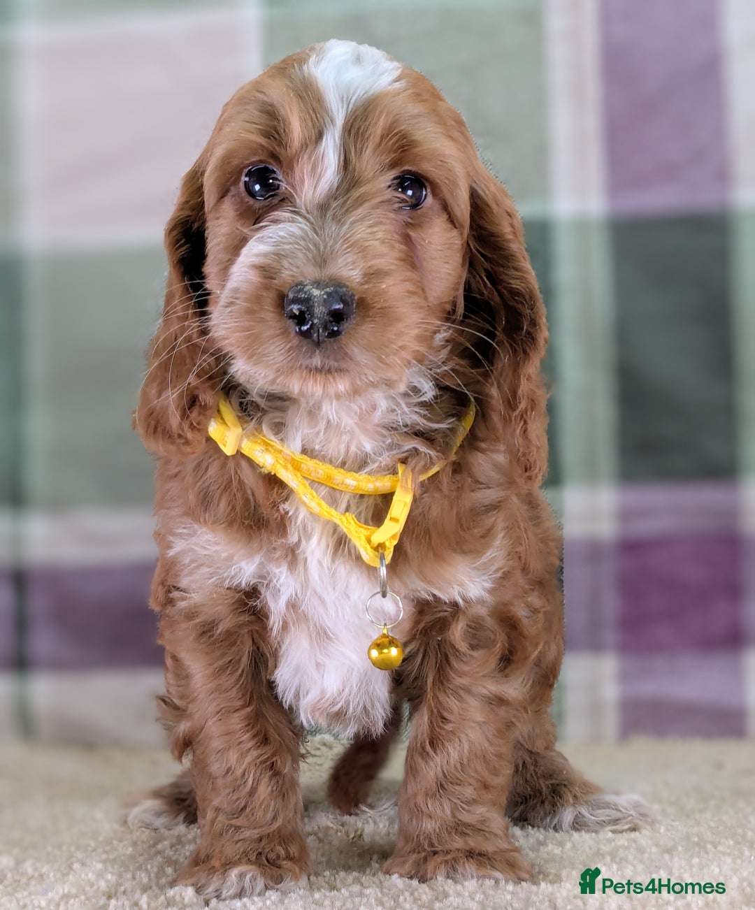 Cockapoo dogs for sale: F1 Cockapoo your Next Furry Family Member Awaits!  - Advert 5