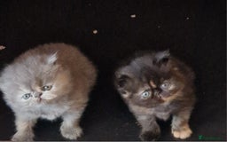 Persian cats for sale: GCCF Registered Persian kittens - Image 1