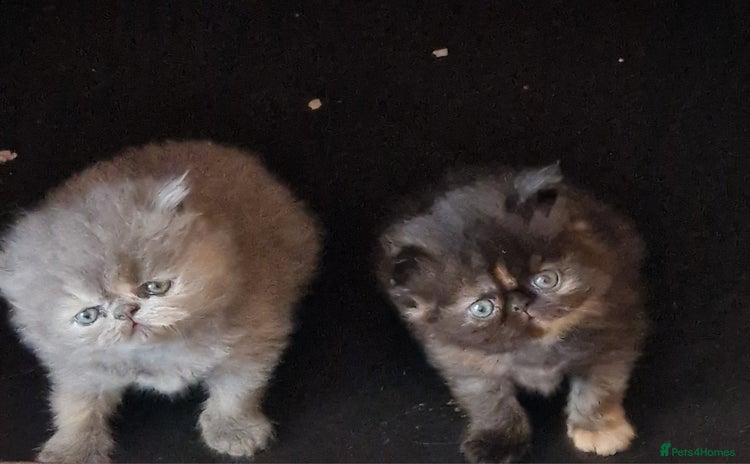 Persian cats - Advert 3