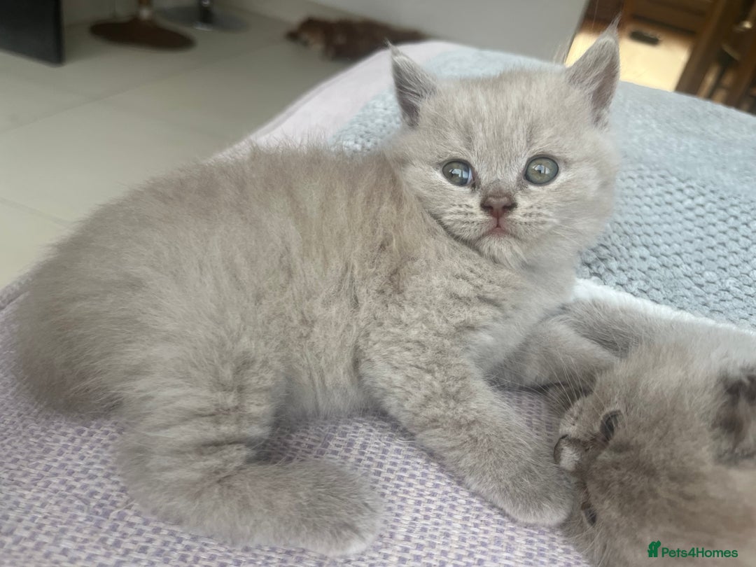 British Shorthair cats for sale: British Short Hair kittens x2 boys left  - Image 2