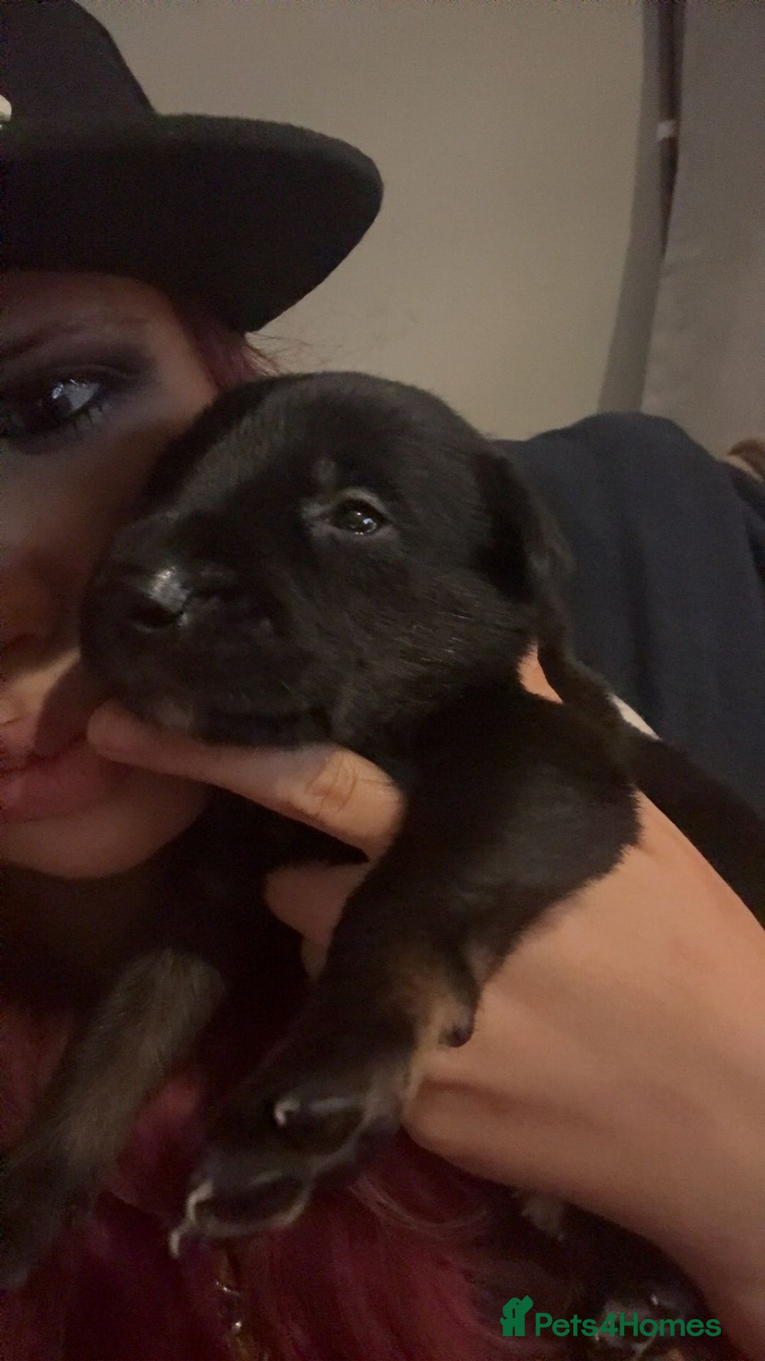 Mixed Breed dogs for sale: Lurcher x German Shepard puppies forsale - Image 12
