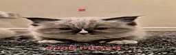 Ragdoll cats for sale: Purebreed Ragdolls - Advert 3
