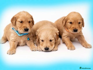 Golden Retriever dogs KC Dark Golden Retrievers 🧬 Health Tested Parents - Advert 5