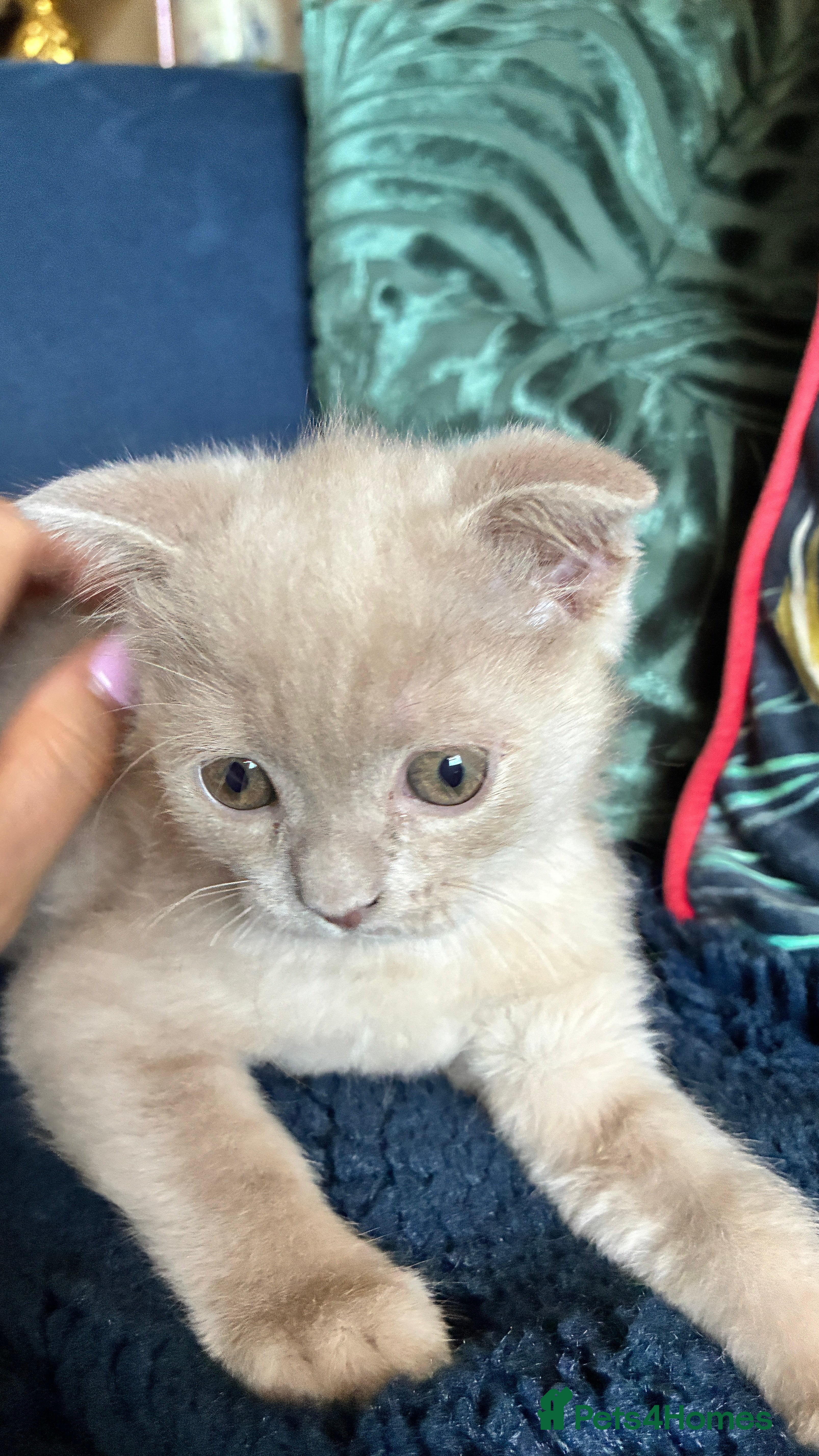 Scottish Fold cats Beautiful confident Scottish Fold/straight Kittens - Advert 2