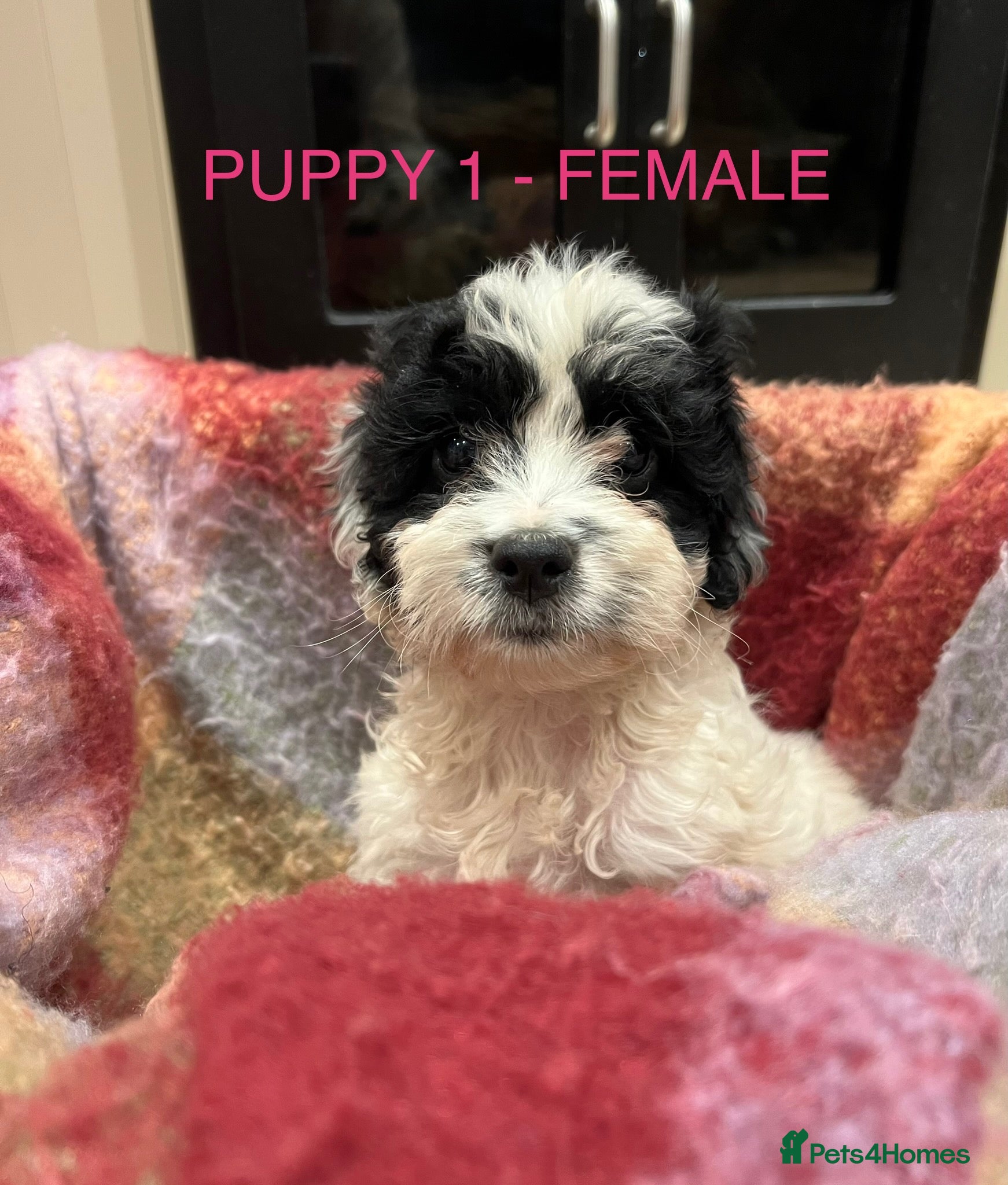 Cockapoo dogs Cockapoo puppies  - Advert 13