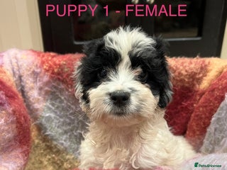 Cockapoo dogs Cockapoo puppies - Advert 6