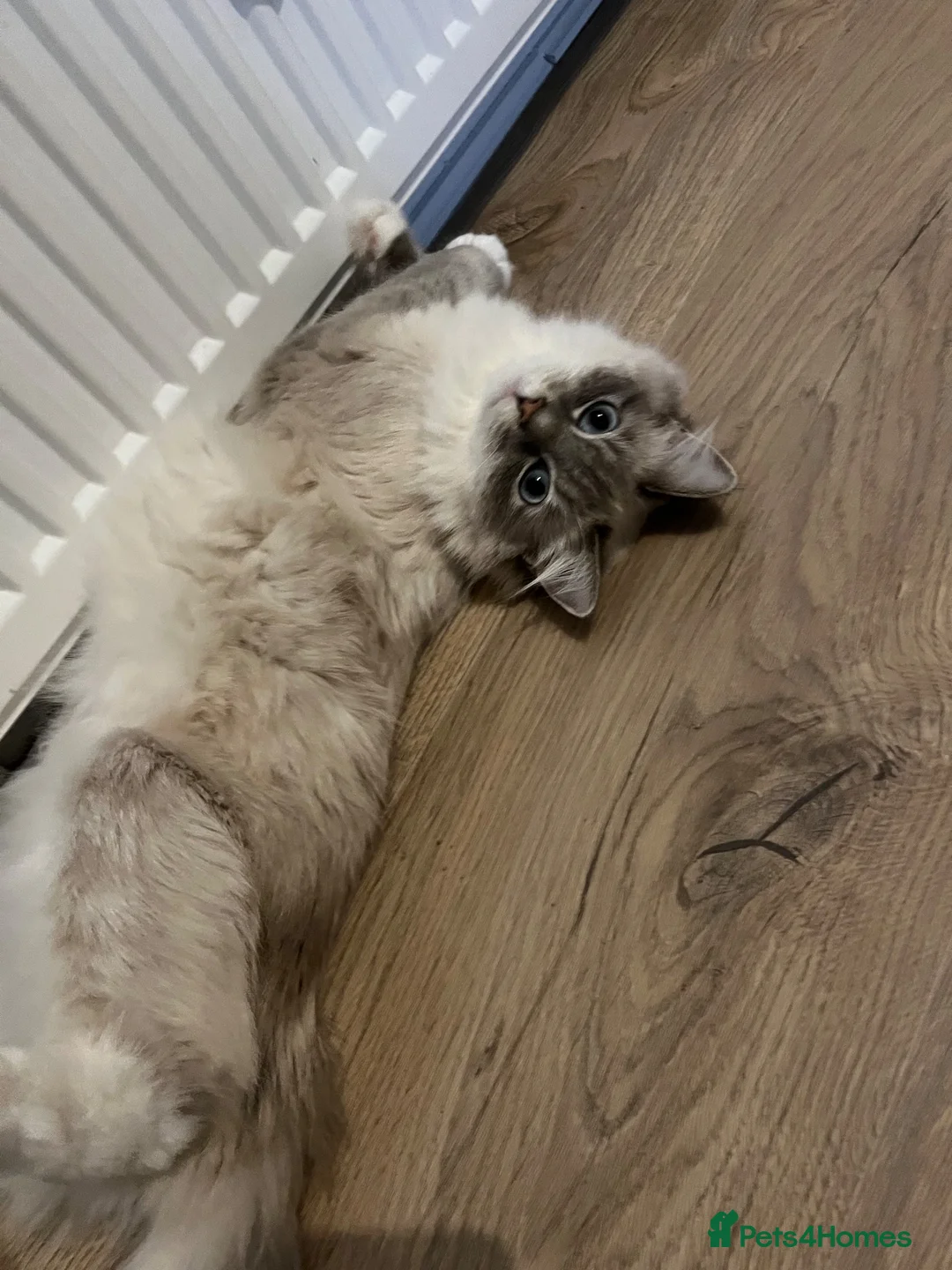 Ragdoll cats for sale: Beautiful ragdoll kittens  in Edinburgh - Advert 20