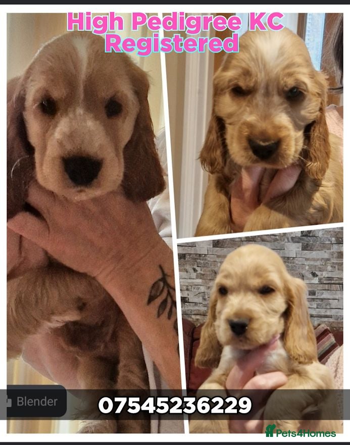 Cocker Spaniel dogs Ready 2 Go - 3 KC Golden Boys Show Cockers Puppies - Advert 15
