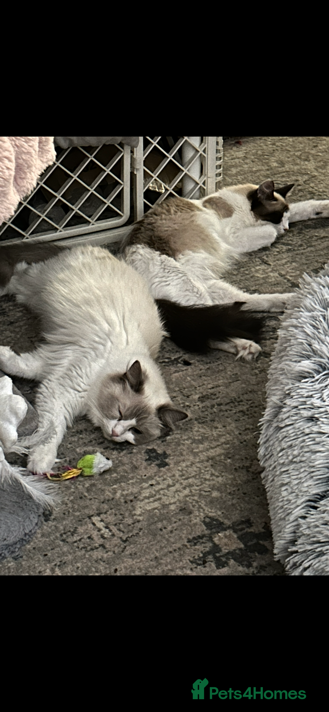 Ragdoll cats for sale: Ragdolls 2 stunning girls  - Image 4