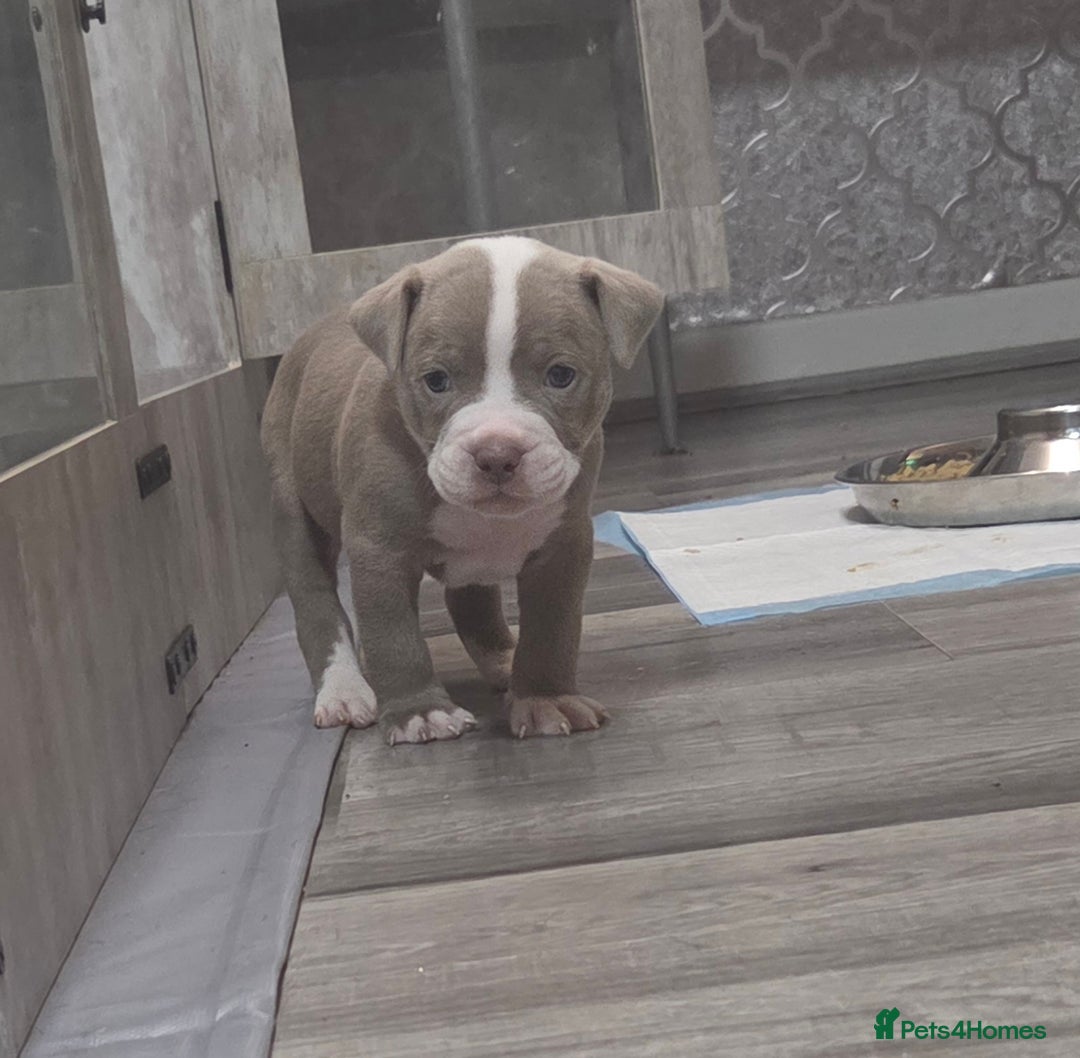 Mixed Breed dogs for sale: Old english bulldog cross american bulldog 😍❤️  - Advert 24