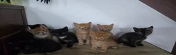 Mixed Breed cats for sale: 8 kitten looking for new forever homes  - Advert 6