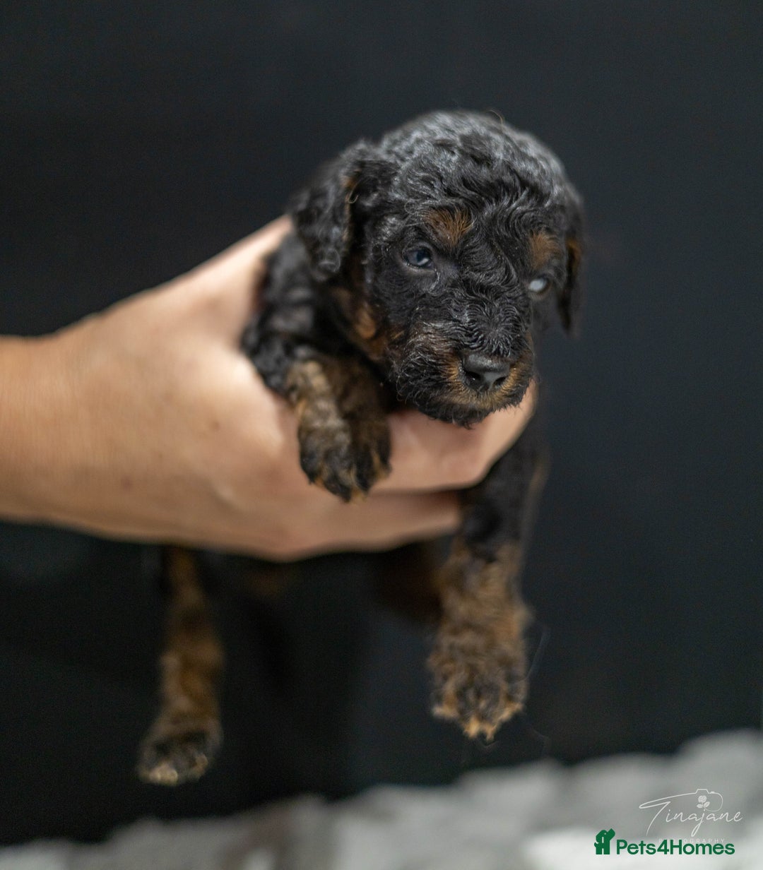 Goldendoodle dogs for sale: Mini Golden doodles - Advert 19