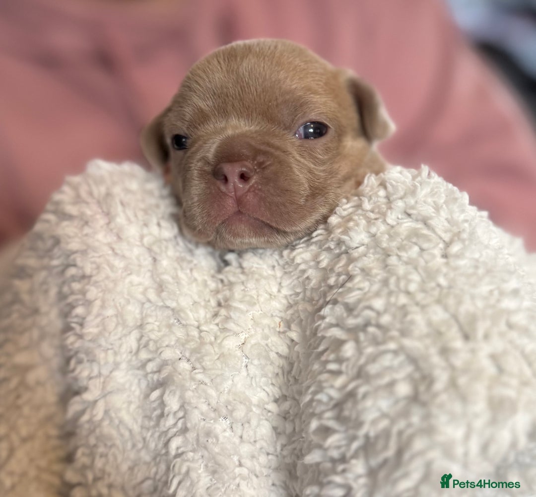 French Bulldog dogs for sale: French bulldog puppies  - Image 7
