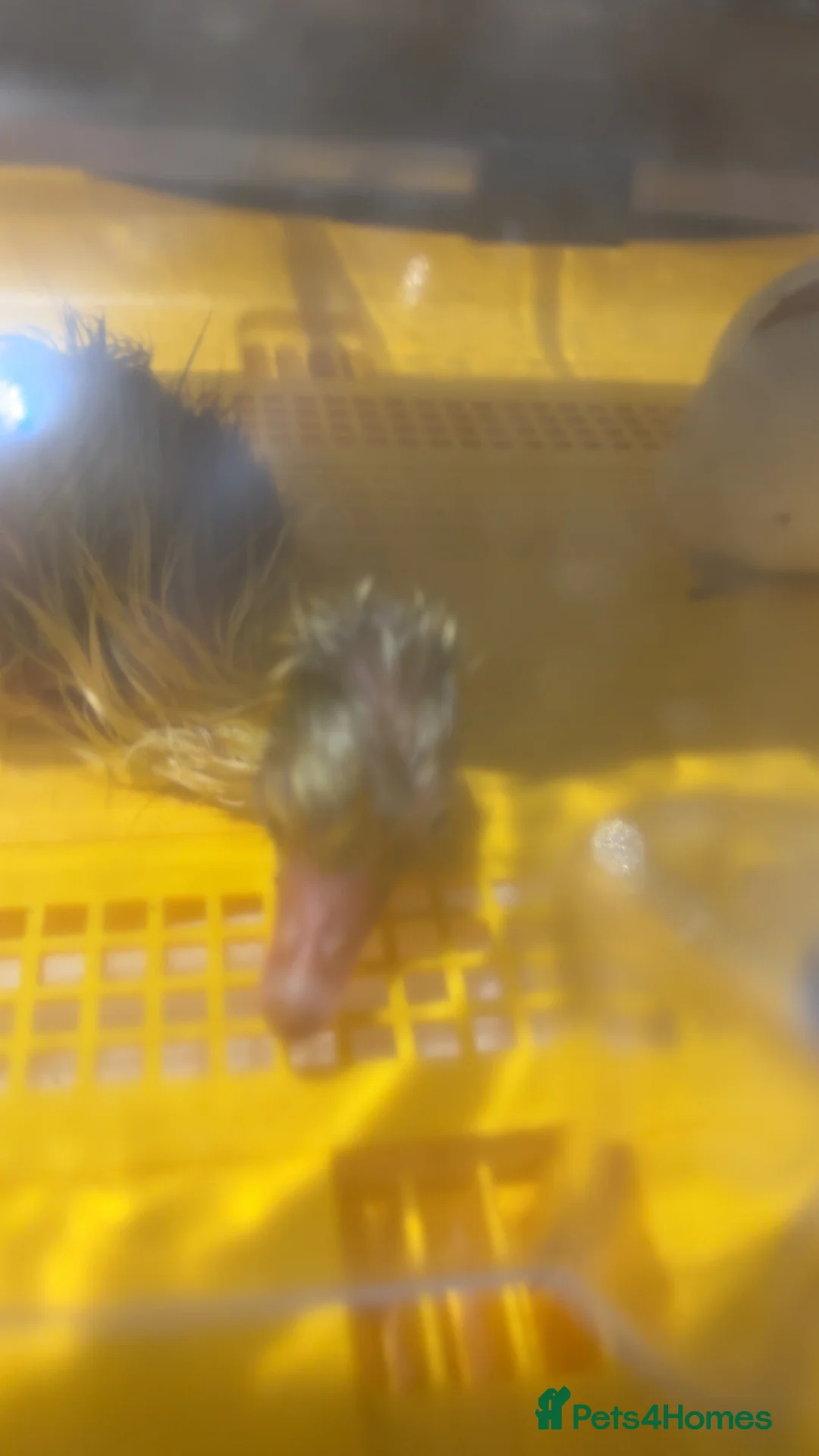 Geese poultry for sale: Baby goose for sale one left!! - Advert 2