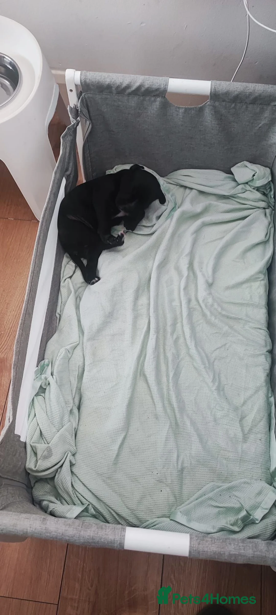 Mixed Breed dogs for sale: Cane Corso in London - Advert 2