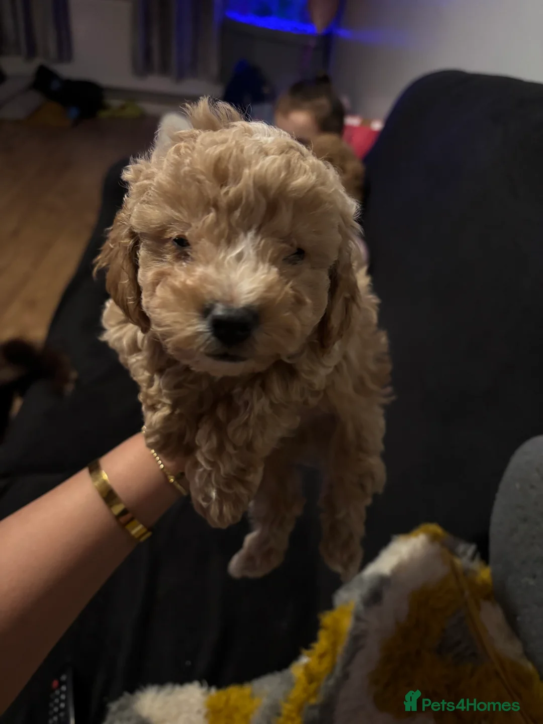 Toy Poodle dogs for sale: Toy puddles  - Advert 20