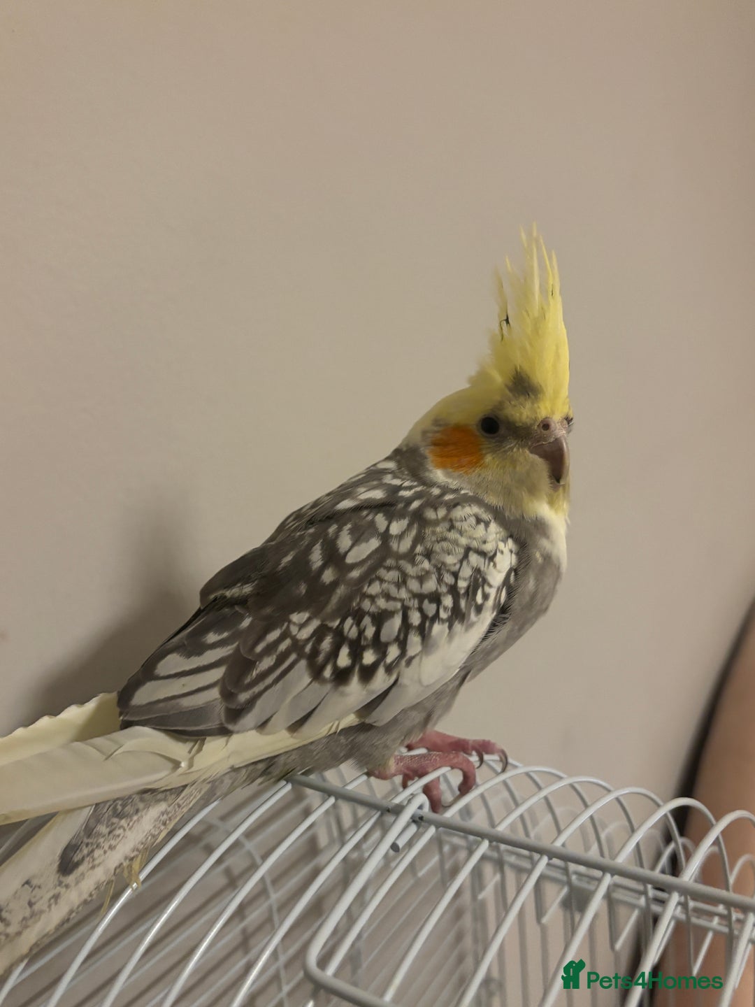 Cockatiels birds for sale: beautiful tame cockatiel for sale  - Advert 9