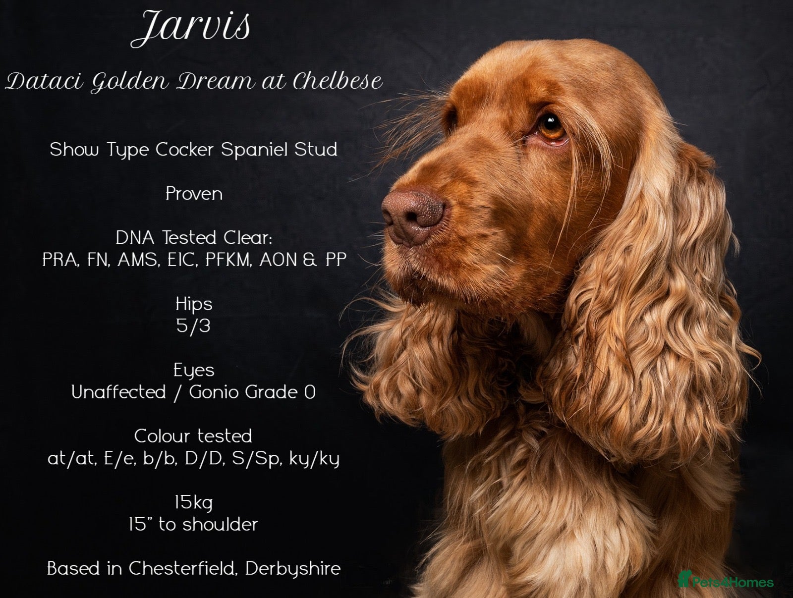 Cocker Spaniel dogs EXTENSIVELY Health Tested KC Show Cocker STUD in Chesterfield - Advert 3