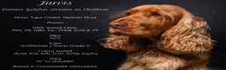 Cocker Spaniel dogs for stud: EXTENSIVELY Health Tested KC Show Cocker STUD in Chesterfield - Advert 1