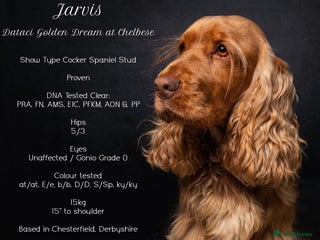 Cocker Spaniel dogs in Chesterfield - Advert 6