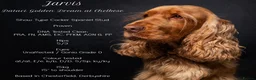 Cocker Spaniel dogs for stud: EXTENSIVELY Health Tested KC Show Cocker STUD in Chesterfield - Advert 1