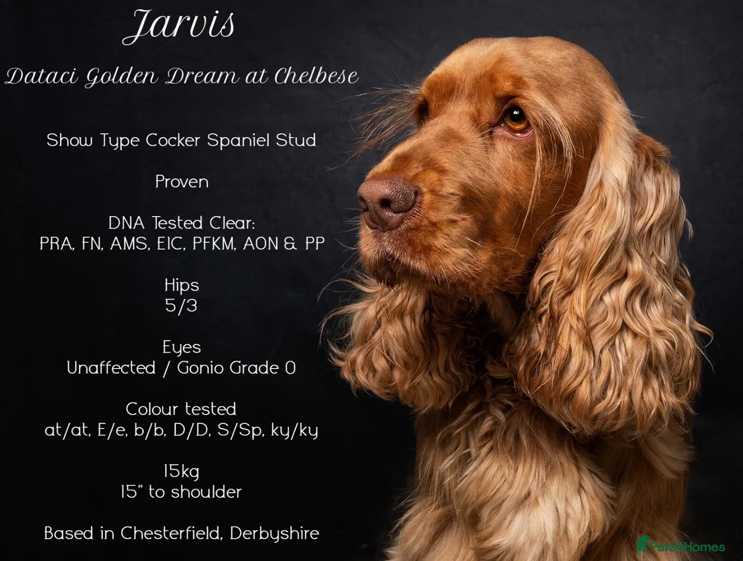 Cocker Spaniel dogs for stud: EXTENSIVELY Health Tested KC Show Cocker STUD in Chesterfield - Advert 1