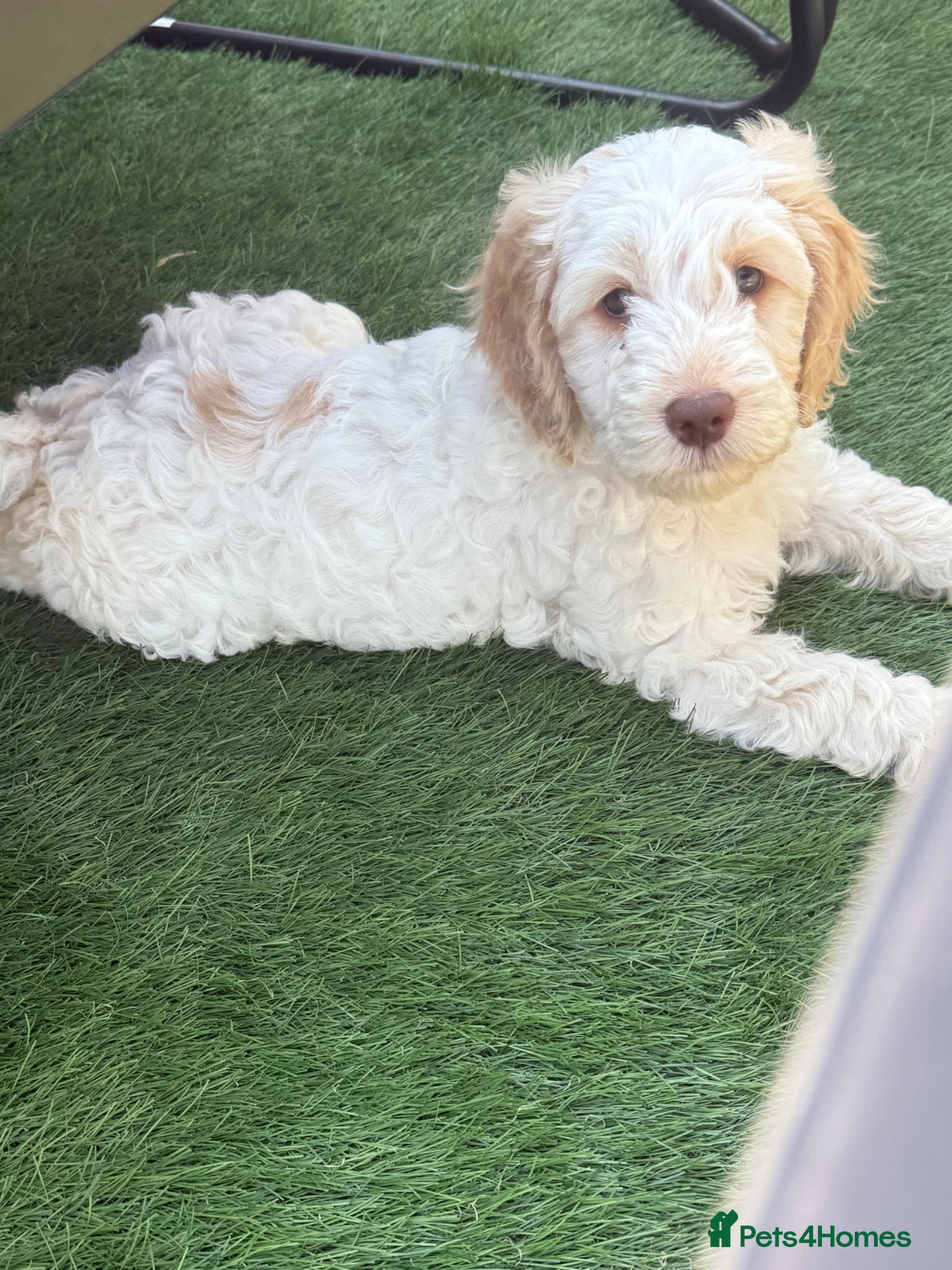 Cockapoo dogs READY TO GO F1 cockapoo puppies just 2 girls left  - Advert 10