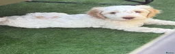 Cockapoo dogs for sale: READY TO GO F1 cockapoo puppies just 2 girls left  - Advert 8