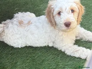 Cockapoo dogs READY TO GO F1 cockapoo puppies just 2 girls left - Advert 10