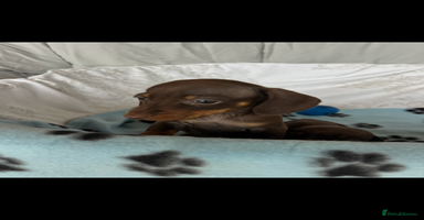 Dachshund dogs - Advert 13