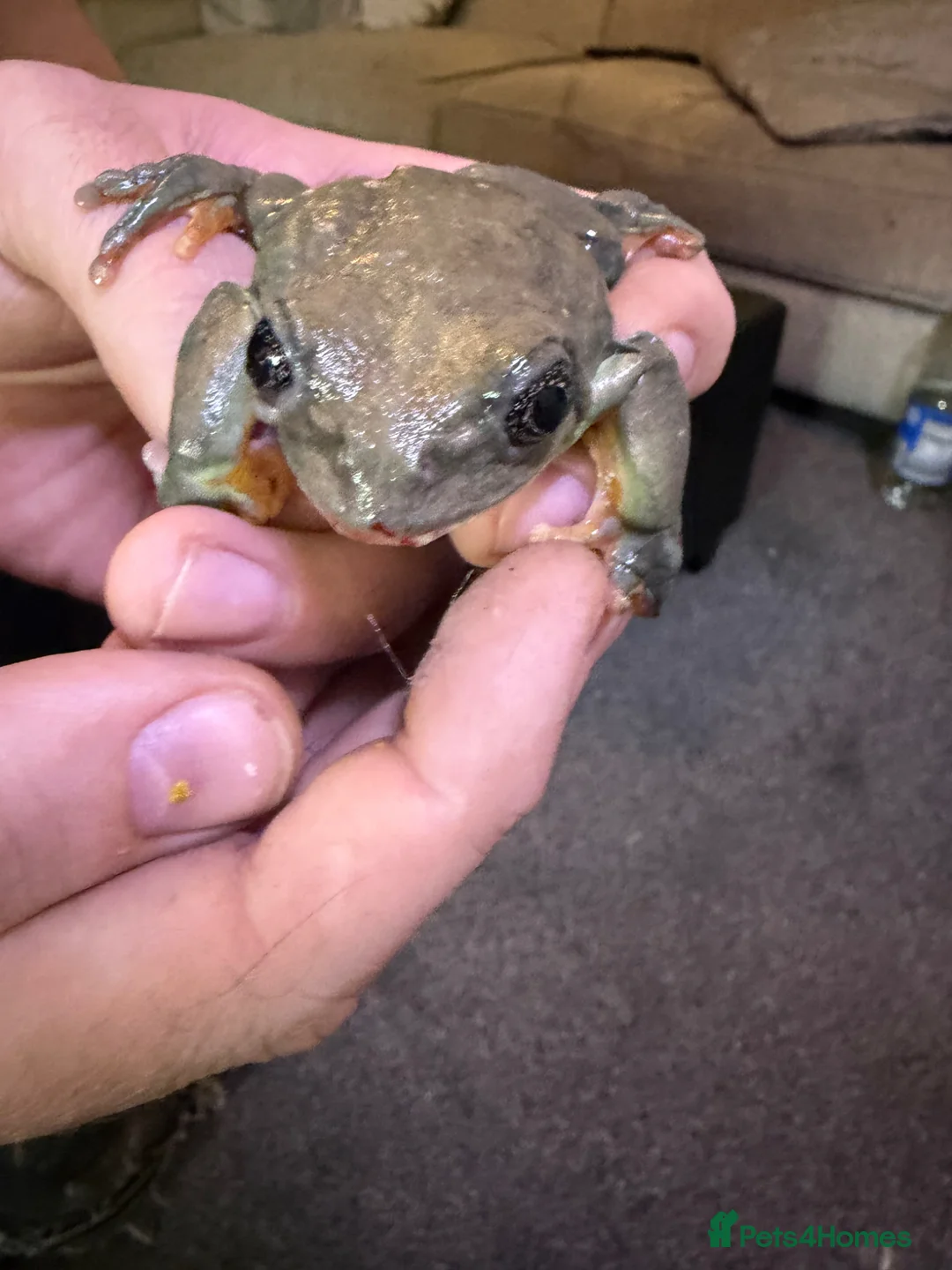 Frog reptiles for sale: Mexican leaf frog needs rehome and attention - Advert 1