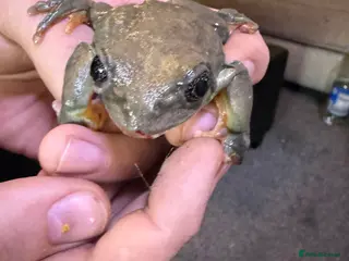 Frog reptiles Mexican leaf frog needs rehome and attention - Advert 1