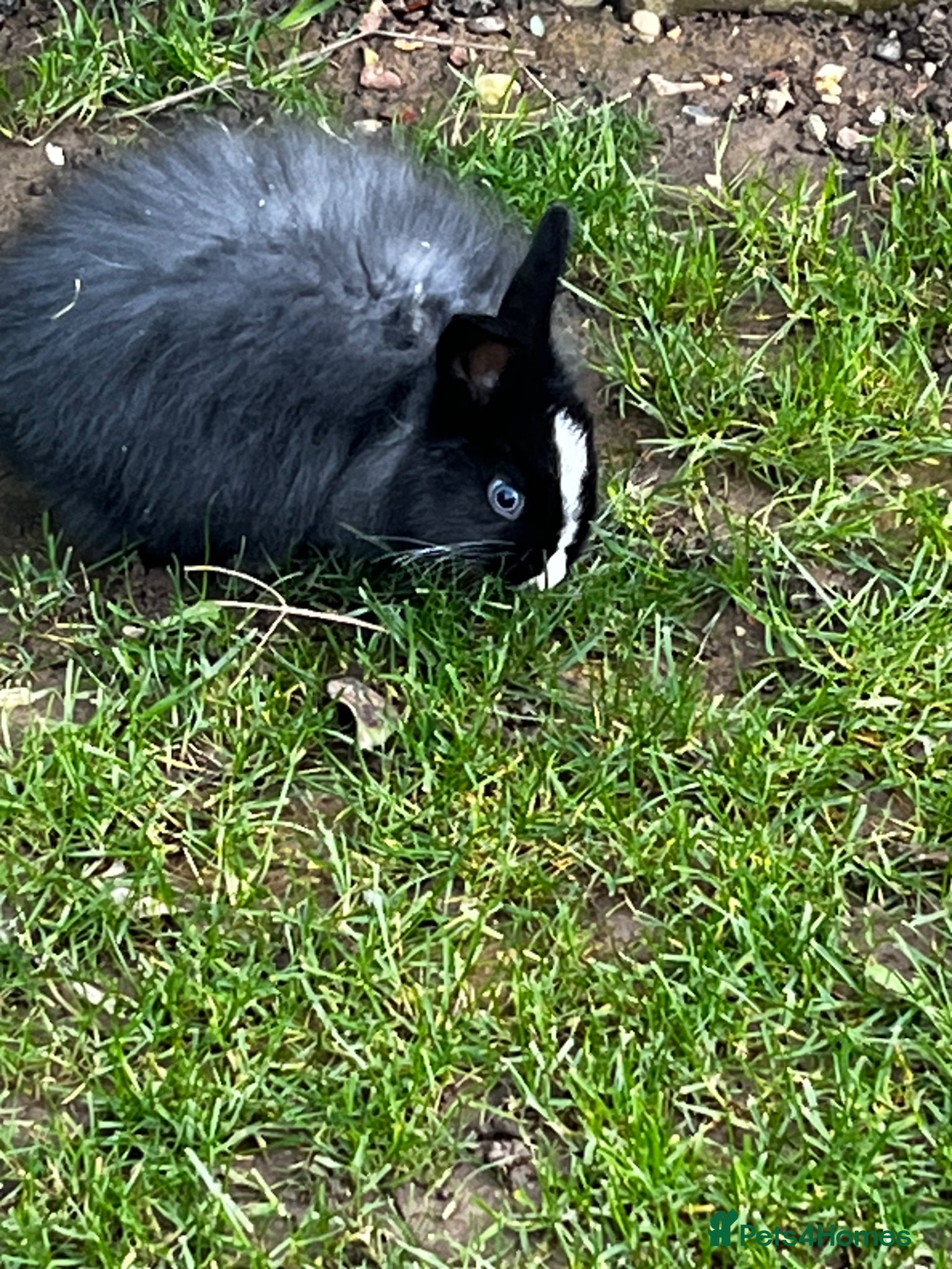 Mixed Breed rabbits Lion head mix  - Advert 4