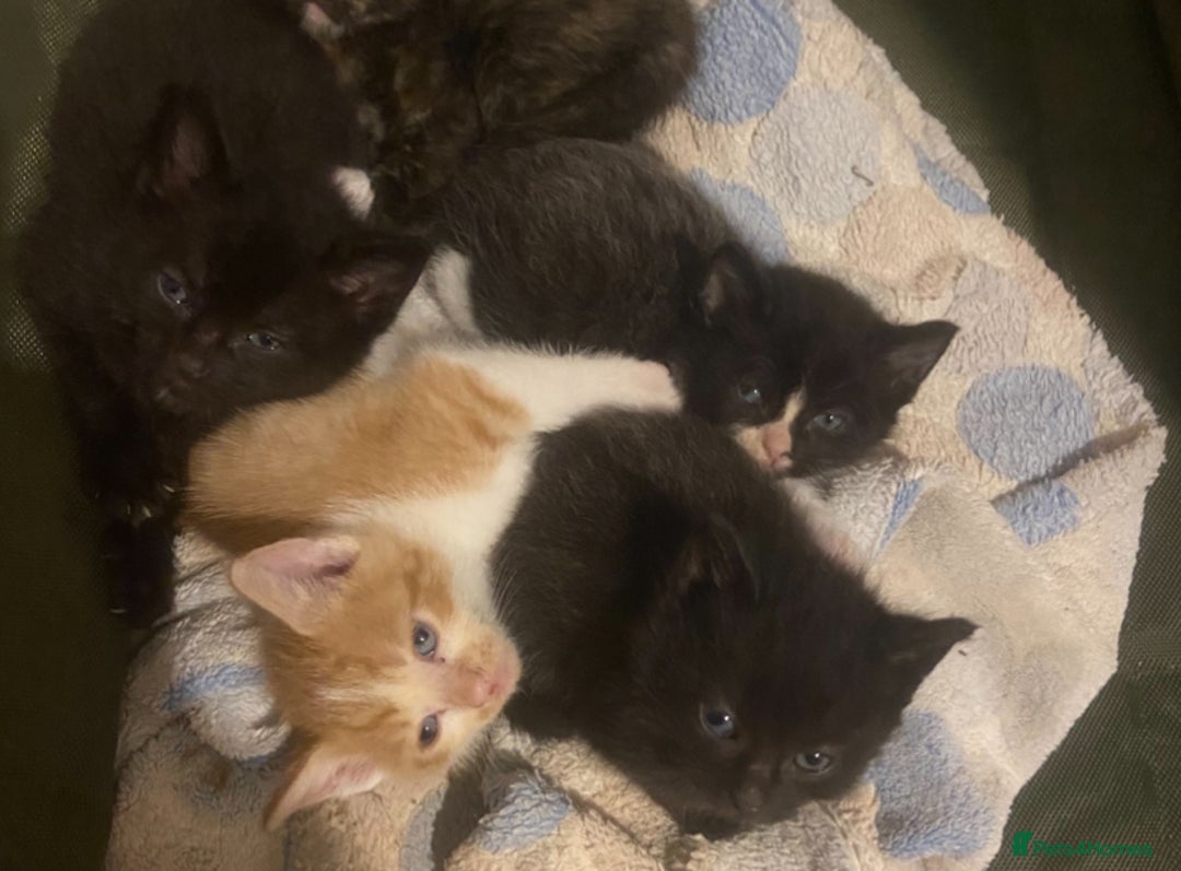 Mixed Breed cats for sale: Beautiful litter 3 girls and one boy  - Image 2